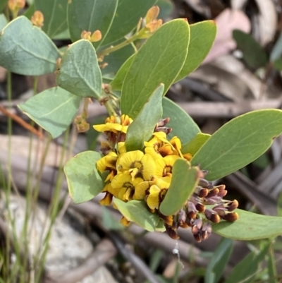 Daviesia mimosoides subsp. acris (Blunt-Leaf Bitter-Pea) at Rendezvous Creek, ACT - 13 Oct 2023 by Tapirlord
