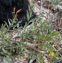 Daviesia mimosoides subsp. acris at Namadgi National Park - 14 Oct 2023