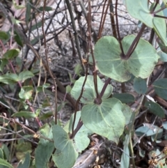 Veronica perfoliata (Digger's Speedwell) at Rendezvous Creek, ACT - 13 Oct 2023 by Tapirlord