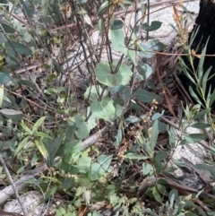 Veronica perfoliata at Namadgi National Park - 14 Oct 2023