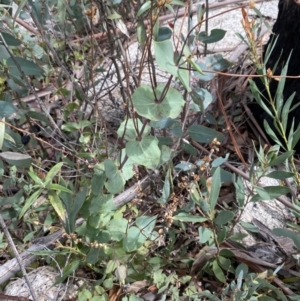 Veronica perfoliata at Namadgi National Park - 14 Oct 2023 10:01 AM