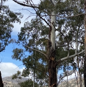 Eucalyptus delegatensis subsp. delegatensis at Namadgi National Park - 14 Oct 2023