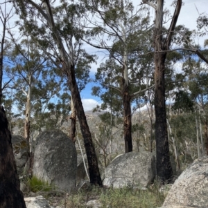 Eucalyptus delegatensis subsp. delegatensis at Namadgi National Park - 14 Oct 2023