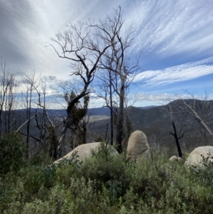 Eucalyptus dalrympleana subsp. dalrympleana at Namadgi National Park - 14 Oct 2023 09:52 AM