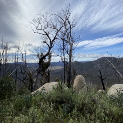 Eucalyptus dalrympleana subsp. dalrympleana (Mountain Gum) at Rendezvous Creek, ACT - 13 Oct 2023 by Tapirlord