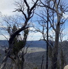 Eucalyptus dalrympleana subsp. dalrympleana at Namadgi National Park - 14 Oct 2023 09:52 AM