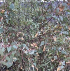 Eucalyptus dalrympleana subsp. dalrympleana at Namadgi National Park - 14 Oct 2023 09:52 AM