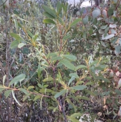 Acacia obliquinervia (Mountain Hickory) at Rendezvous Creek, ACT - 13 Oct 2023 by Tapirlord