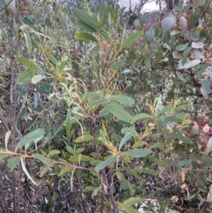 Acacia obliquinervia at Namadgi National Park - 14 Oct 2023 09:52 AM