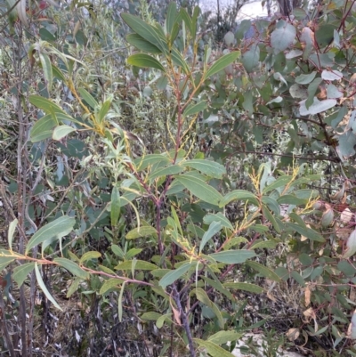 Acacia obliquinervia (Mountain Hickory) at Rendezvous Creek, ACT - 13 Oct 2023 by Tapirlord