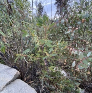 Acacia obliquinervia at Namadgi National Park - 14 Oct 2023 09:52 AM