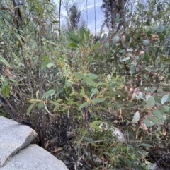Acacia obliquinervia at Namadgi National Park - 14 Oct 2023