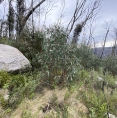 Eucalyptus dalrympleana subsp. dalrympleana (Mountain Gum) at Namadgi National Park - 13 Oct 2023 by Tapirlord