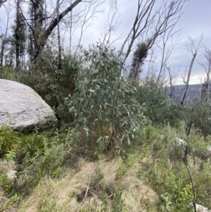 Eucalyptus dalrympleana subsp. dalrympleana at Namadgi National Park - 14 Oct 2023 09:37 AM