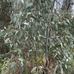 Eucalyptus dalrympleana subsp. dalrympleana at Namadgi National Park - 14 Oct 2023 09:37 AM