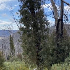 Eucalyptus dalrympleana subsp. dalrympleana at Namadgi National Park - 14 Oct 2023 09:37 AM