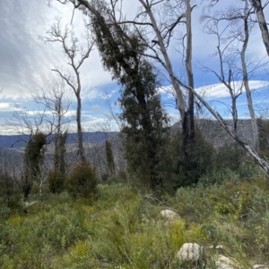 Eucalyptus dalrympleana subsp. dalrympleana at Namadgi National Park - 14 Oct 2023 09:37 AM