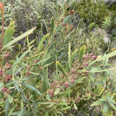 Daviesia mimosoides subsp. mimosoides at Rendezvous Creek, ACT - 13 Oct 2023 by Tapirlord