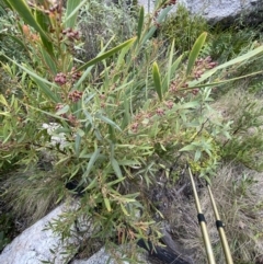 Daviesia mimosoides subsp. mimosoides at Namadgi National Park - 14 Oct 2023