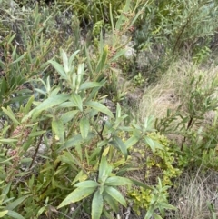 Ozothamnus stirlingii (Ovens Everlasting) at Namadgi National Park - 13 Oct 2023 by Tapirlord