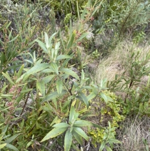 Ozothamnus stirlingii at Namadgi National Park - 14 Oct 2023