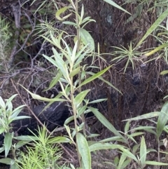 Ozothamnus stirlingii (Ovens Everlasting) at Namadgi National Park - 14 Oct 2023 by Tapirlord