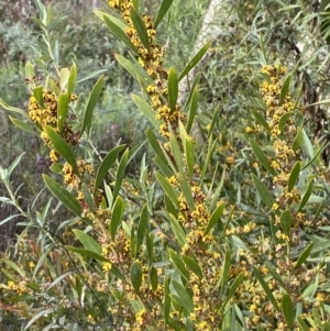 Daviesia mimosoides subsp. mimosoides at Namadgi National Park - 14 Oct 2023