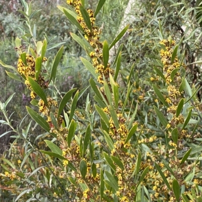 Daviesia mimosoides subsp. mimosoides at Rendezvous Creek, ACT - 13 Oct 2023 by Tapirlord