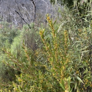 Daviesia mimosoides subsp. mimosoides at Namadgi National Park - 14 Oct 2023