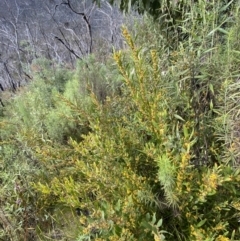Daviesia mimosoides subsp. mimosoides at Namadgi National Park - 14 Oct 2023
