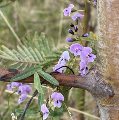 Glycine clandestina (Twining Glycine) at Rendezvous Creek, ACT - 13 Oct 2023 by Tapirlord