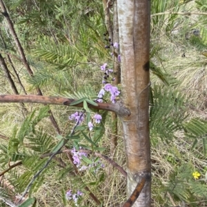 Glycine clandestina at Namadgi National Park - 14 Oct 2023