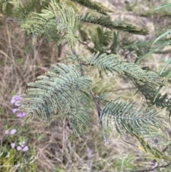 Acacia dealbata subsp. subalpina (Monaro Silver-wattle) at Rendezvous Creek, ACT - 13 Oct 2023 by Tapirlord