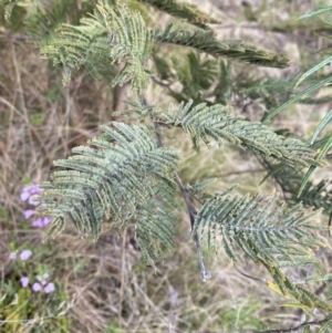 Acacia dealbata subsp. subalpina at Namadgi National Park - 14 Oct 2023 08:13 AM