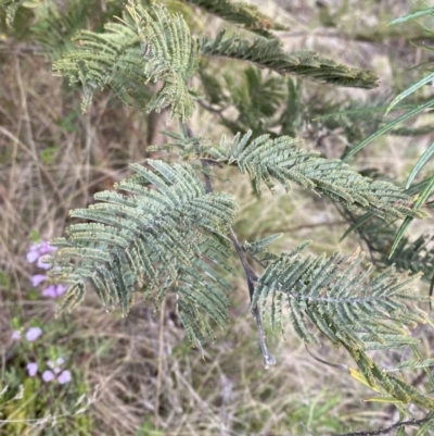 Acacia dealbata subsp. subalpina (Monaro Silver-wattle) at Rendezvous Creek, ACT - 13 Oct 2023 by Tapirlord