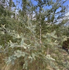 Acacia dealbata subsp. subalpina at Namadgi National Park - 14 Oct 2023