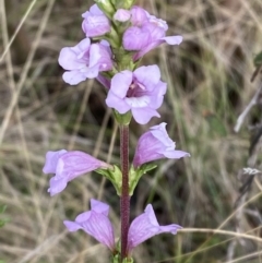 Euphrasia collina subsp. paludosa at Rendezvous Creek, ACT - 13 Oct 2023 by Tapirlord