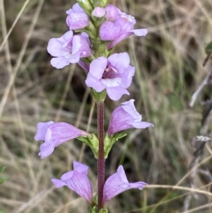 Euphrasia collina subsp. paludosa at Namadgi National Park - 14 Oct 2023 08:13 AM