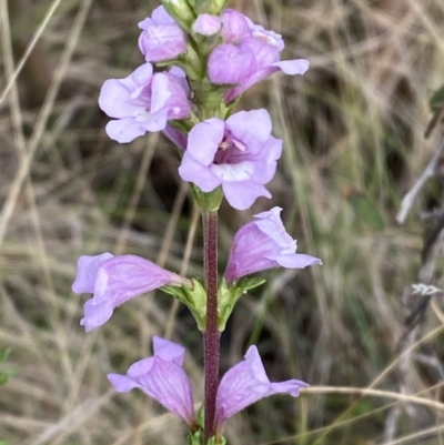 Euphrasia collina subsp. paludosa at Rendezvous Creek, ACT - 13 Oct 2023 by Tapirlord