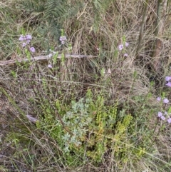 Euphrasia collina subsp. paludosa at Namadgi National Park - 14 Oct 2023 08:13 AM