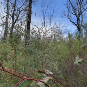 Eucalyptus dalrympleana subsp. dalrympleana at Namadgi National Park - 14 Oct 2023 08:03 AM