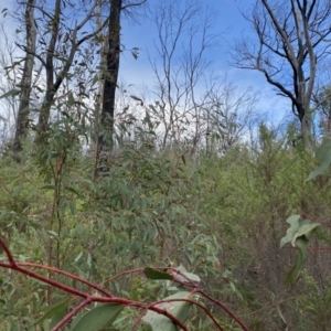 Eucalyptus dalrympleana subsp. dalrympleana at Namadgi National Park - 14 Oct 2023