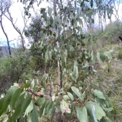 Eucalyptus dalrympleana subsp. dalrympleana at Namadgi National Park - 14 Oct 2023 08:03 AM