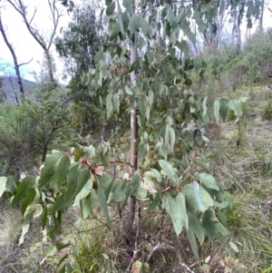 Eucalyptus dalrympleana subsp. dalrympleana at Namadgi National Park - 14 Oct 2023 08:03 AM