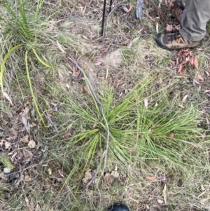 Lomandra longifolia at Namadgi National Park - 14 Oct 2023