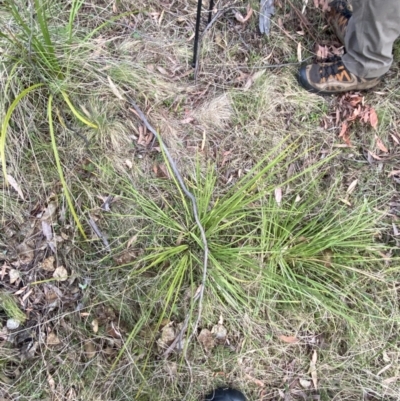 Lomandra longifolia (Spiny-headed Mat-rush, Honey Reed) at Rendezvous Creek, ACT - 13 Oct 2023 by Tapirlord