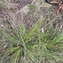 Lomandra longifolia at Namadgi National Park - 14 Oct 2023 08:02 AM