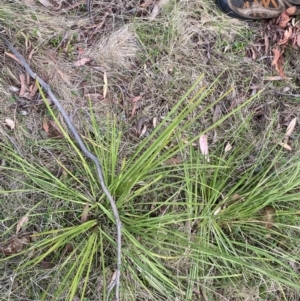 Lomandra longifolia at Namadgi National Park - 14 Oct 2023 08:02 AM