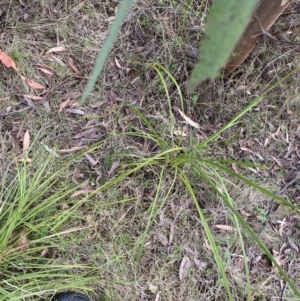 Lomandra longifolia at Namadgi National Park - 14 Oct 2023 08:02 AM