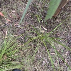 Lomandra longifolia at Namadgi National Park - 14 Oct 2023